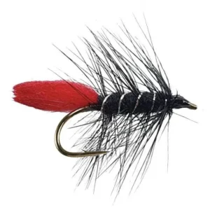 Black Zulu | Enkel krok (SH)